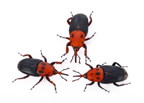 Red weevil insect on white background Stock Photos