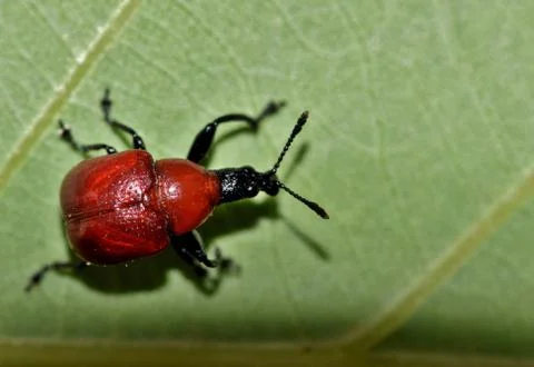 Red weevil on a leaf. Foto stock