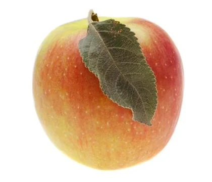 Red wet apple with leaf Stock Photos