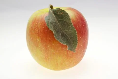 Red wet apple with leaf Stock Photos