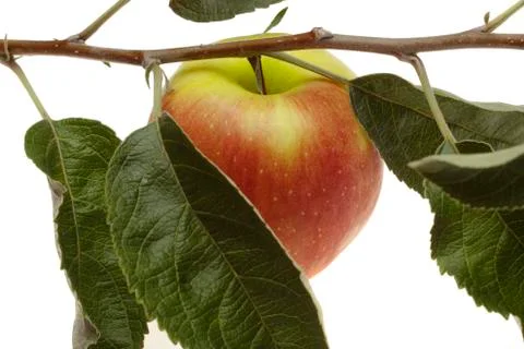 Red wet apple with leaf Stock Photos