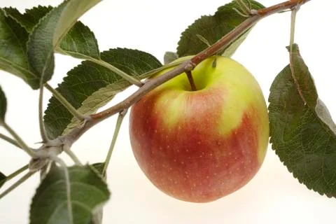 Red wet apple with leaf Stock Photos