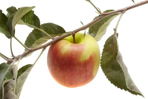 Red wet apple with leaf Foto stock
