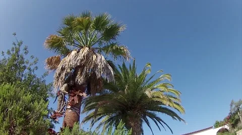 Red Wevil Control Palm Tree Cleaning Stock Footage 50771993