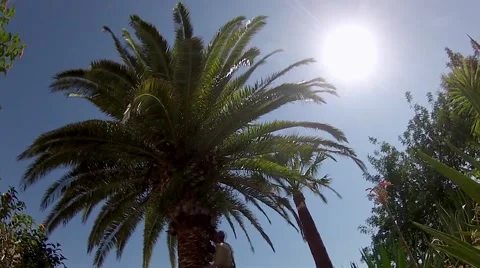 Red Wevil Control Palm Tree Cleaning Timelapse Stock Footage 50773844