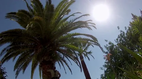 Red Wevil Control Palm Tree Cleaning Timelapse Stock Footage 50774579