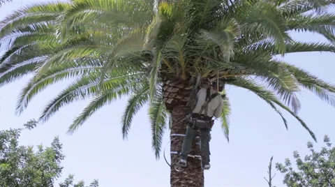 Red Wevil Control Palm Tree Cleaning Stock Footage 50777362