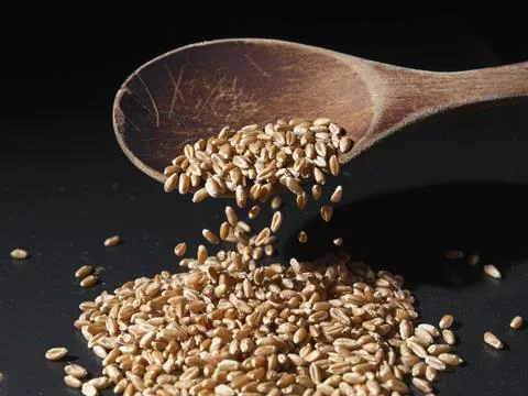Red wheat berries falling off a spoon. Stock Photos