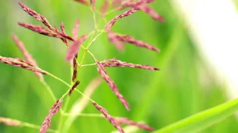 Red Wheat Stock Footage 12173400
