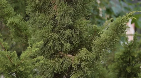 Red-whiskered bird come back to nest on pine tree. Stock Footage 67508890