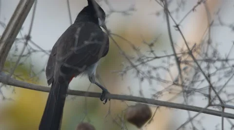 Red-whiskered bulbul action on the tree branch Stock Footage 62210218