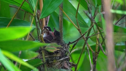 Red-whiskered Bulbul Chicks Waiting For Their Parent In The Nest. - closeup shot Video stock 342573981