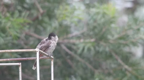 Red-whiskered bulbul clean itself after rain Stock Footage 67429034