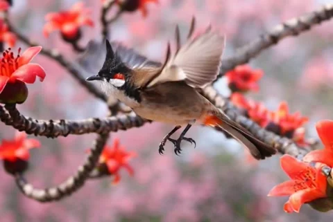 Red-whiskered Bulbul Flying Among Red Blossoms Stock Footage 344608663