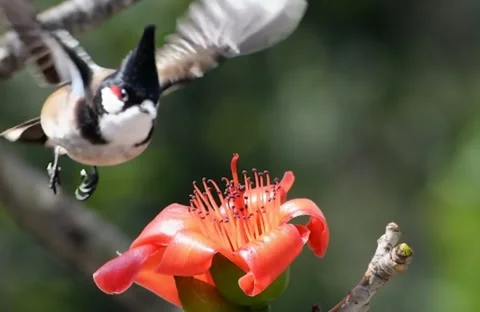 Red-whiskered Bulbul Flying from Red Cotton Tree Stock Footage 344811158
