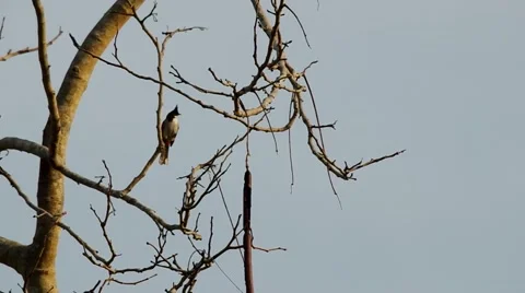 Red-whiskered bulbul Stock Footage 48604119