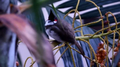 Red whiskered bulbul Stock Footage 136425101