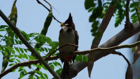 Red-Whiskered Bulbul Stock Footage 158321613