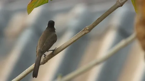 Red-whiskered bulbul hitting its beak on the tree branch Stock Footage 62242409