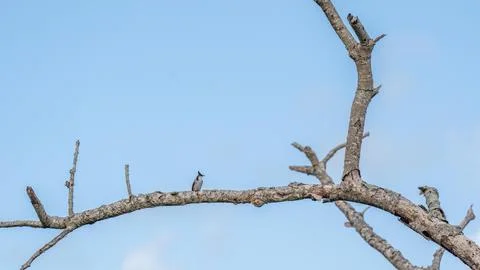 Red-Whiskered Bulbul Perched on Bare Tree Branch Against Clear Blue Sky Stock Photos