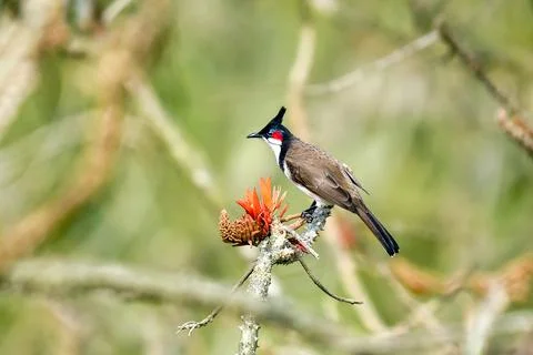 Red-whiskered Bulbul Perched On Branch With Bright Red Flowers In Green Forest Foto stock