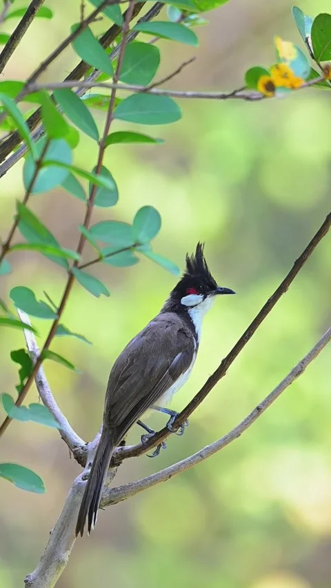 Red-whiskered bulbul perched on a leafy branch with beautiful bokeh 스톡 동영상 330914338