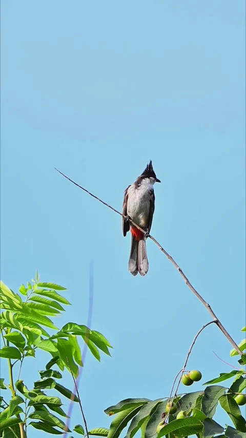 Red-whiskered bulbul perched on a tree branch with blue sky background 스톡 동영상 330914346