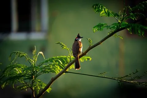 Red-whiskered Bulbul Perched on Tree Branch at Sunset Fotos de archivo