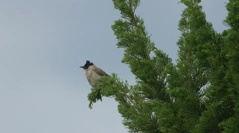 Red-whiskered bulbul perform aggressive behavior Stock Footage 67895445
