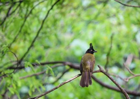 Red-whiskered bulbul Stock Photos