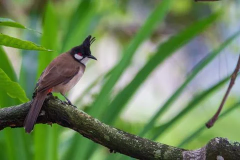 The red-whiskered bulbul (Pycnonotus jocosus), or crested bulbul Stock Photos