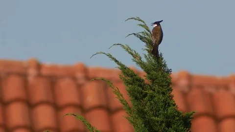 Red-whiskered bulbul resting on the pine shoot Stock Footage 85364807