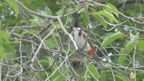 Red-whiskered bulbul resting on tree branch Stock Footage 77070467