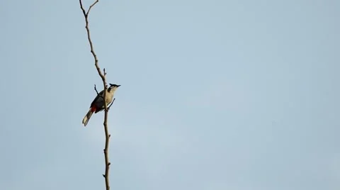 Red-whiskered bulbul on the tree Stock Footage 48604168