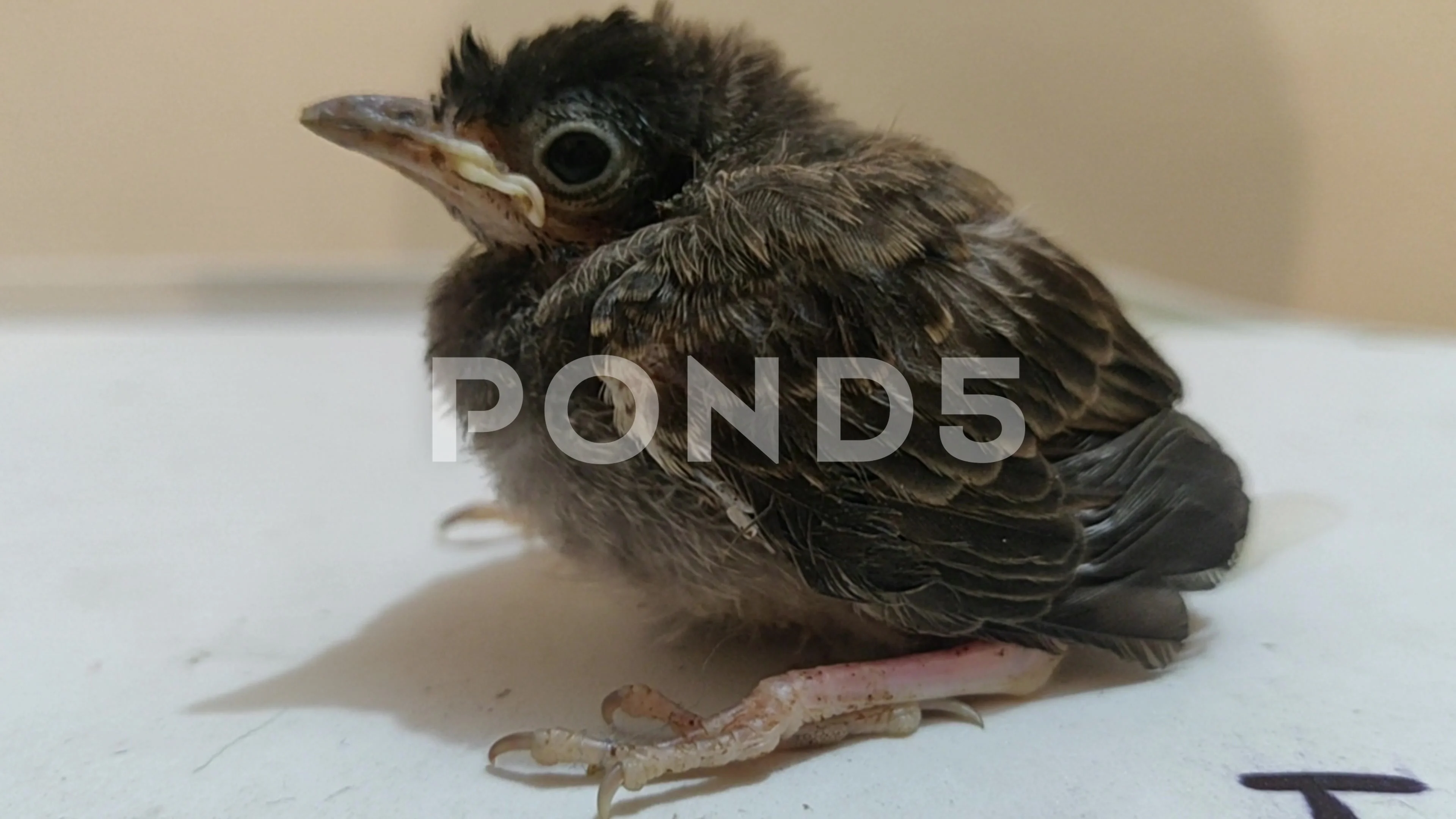 food for bulbul chicks