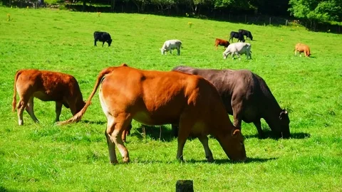 Red, white and black cows on a bright and sunny day in Scotland - 4K 库存影片 82659214