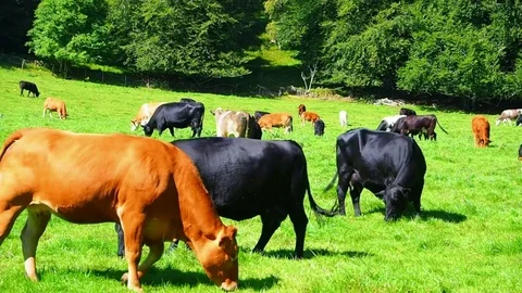 Red, white and black cows on a bright and sunny day in Scotland - 4K 库存影片 82659514