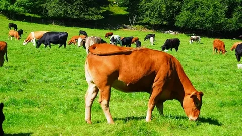 Red, white and black cows on a bright and sunny day in Scotland - 4K Stock Footage 82659679