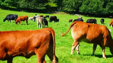 Red, white and black cows on a bright and sunny day in Scotland - 4K Stock Footage 82659909