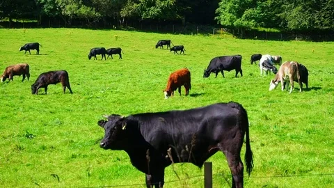 Red, white and black cows on a bright and sunny day in Scotland - 4K Stock Footage 82660074