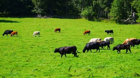 Red, white and black cows on a bright and sunny day in Scotland - 4K Stock Footage 82661229