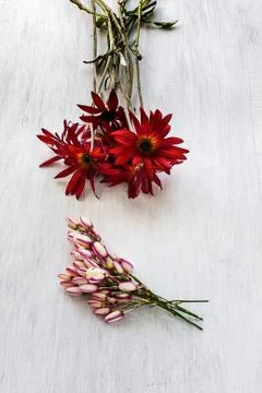 Red white and yellow flowers Stock Photos