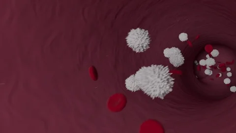 Red & White Blood Cells Stock Footage