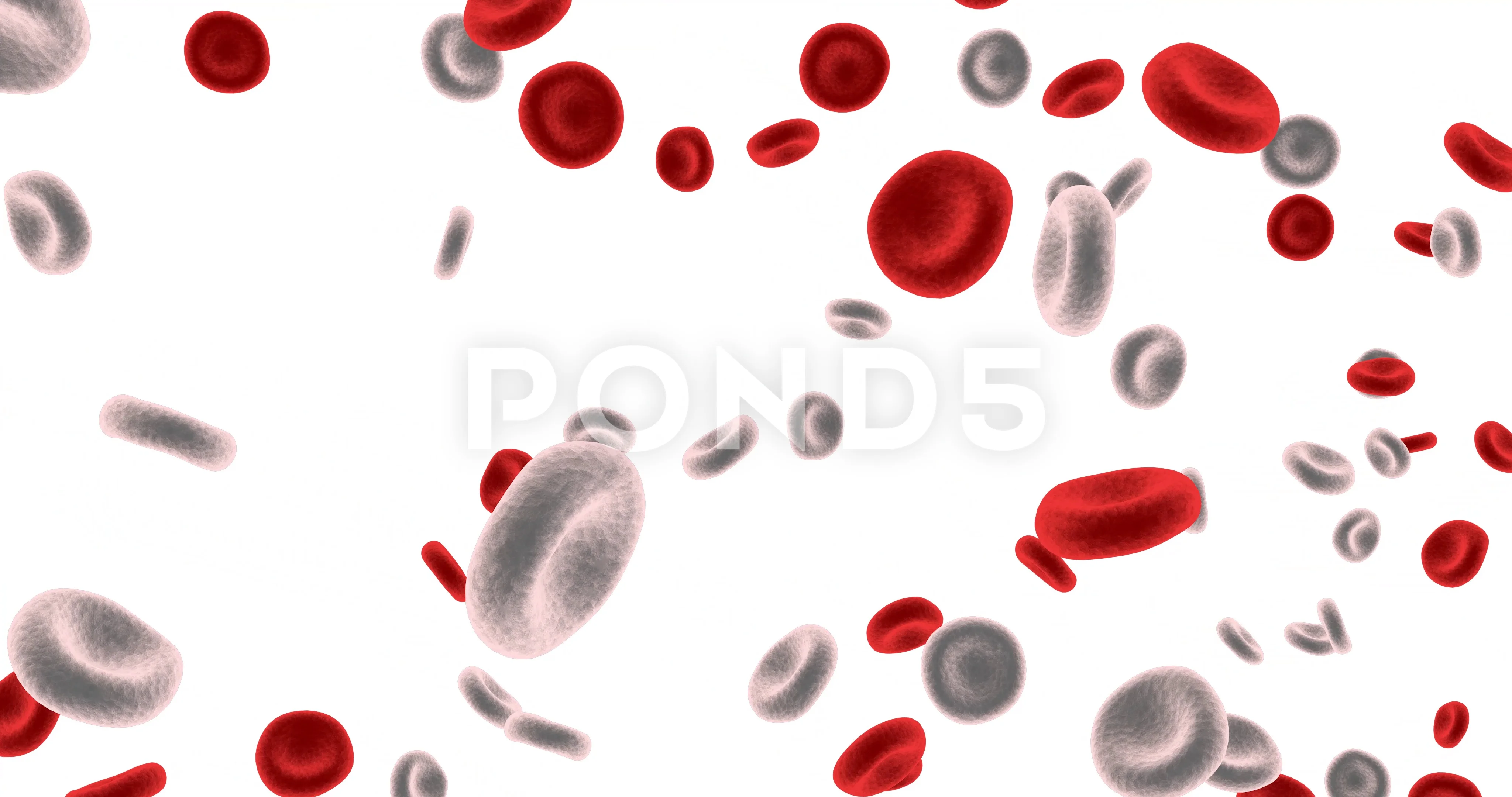 Red White Blood Cells Isolated on White ... | Stock Video | Pond5