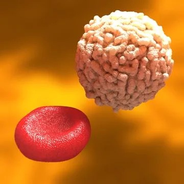 Red White Blood Cells Leukocyte Erythrocyte 3D Model