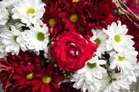 Red-white bouquet for mother / red-white bouquet with red roses, red gillyflo Stock Photos