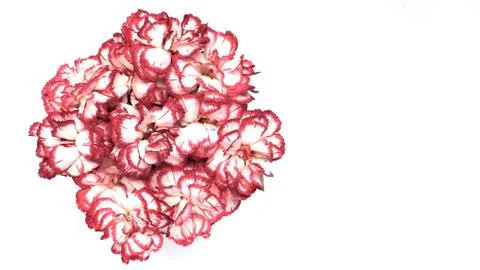 Red-white carnations in a bunch, top view. Flowers on a white background. Tem Stock Photos