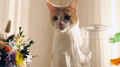 Red-white cat on the kitchen table sniffing a glass. cute domestic cat Stock Footage 219454769