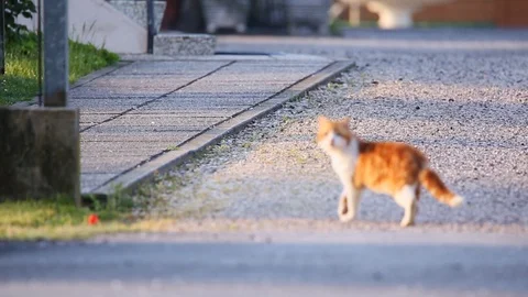 Red white cat looking around on the neighborhood and walks on sidewalk Stock Footage 129974884