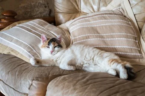 A red white cat lying on the soft sofa near a pillows Stock Photos